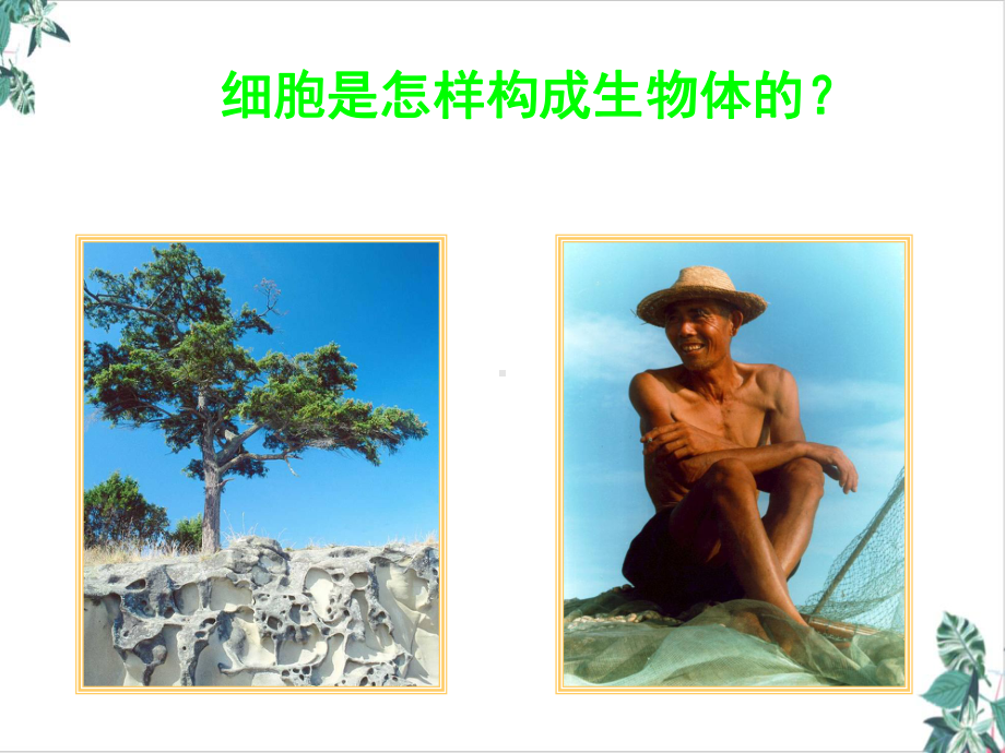 植物体的结构层次教学课件(优选).ppt_第1页