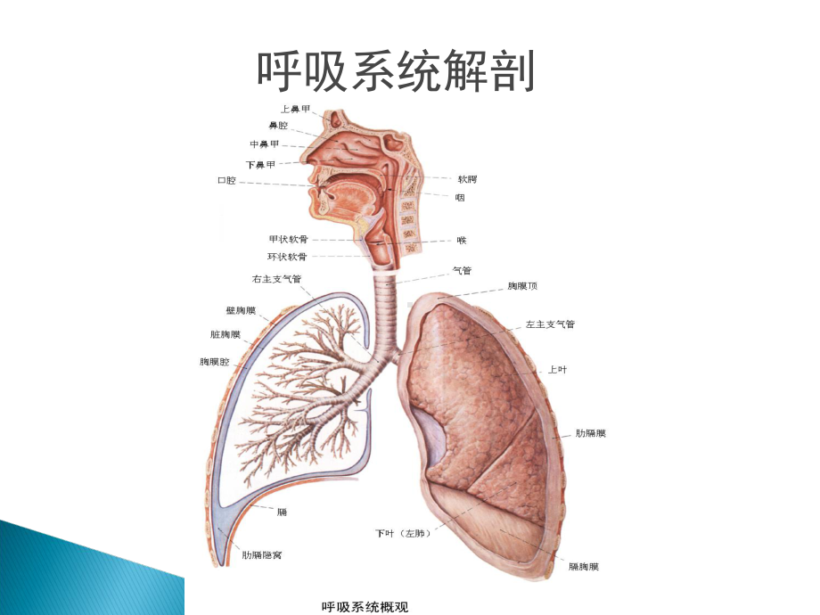 呼吸系统疾病及用药!课件.ppt_第2页