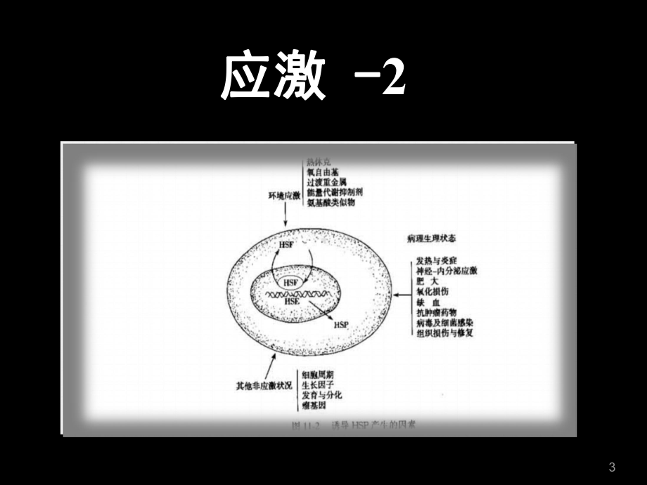 生理学及病理生理学课件.ppt_第3页