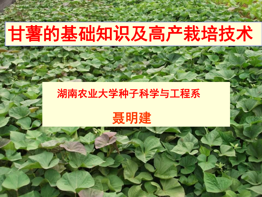 甘薯的基础知识及高产栽培技术课件.ppt_第1页