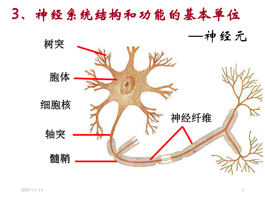 神经冲动产生及传导反射活动基本原理课件.ppt_第3页