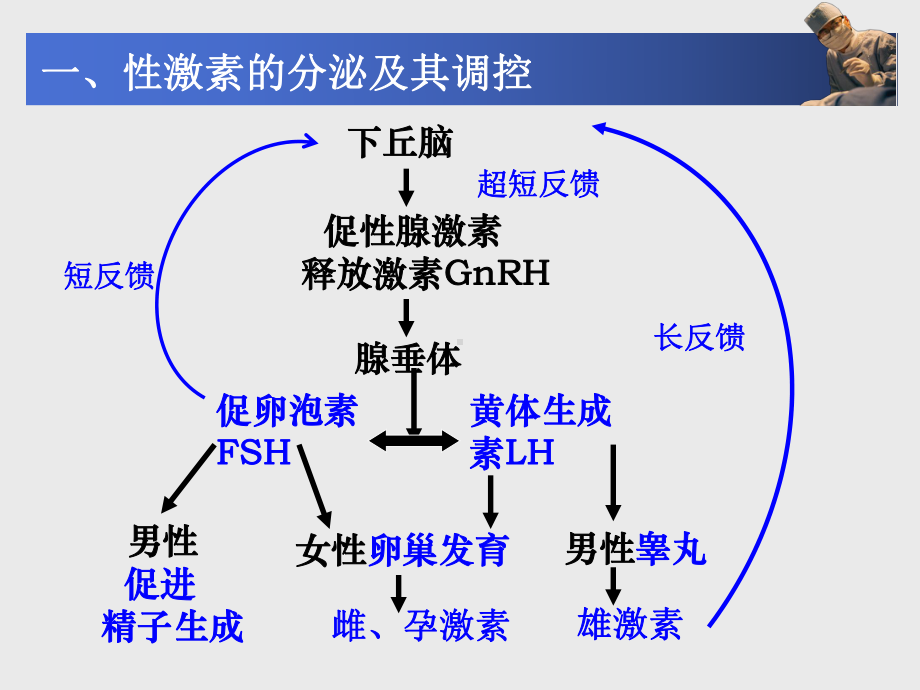 成教高职《药理学》第33章-性激素类药及避孕药课件.pptx_第3页