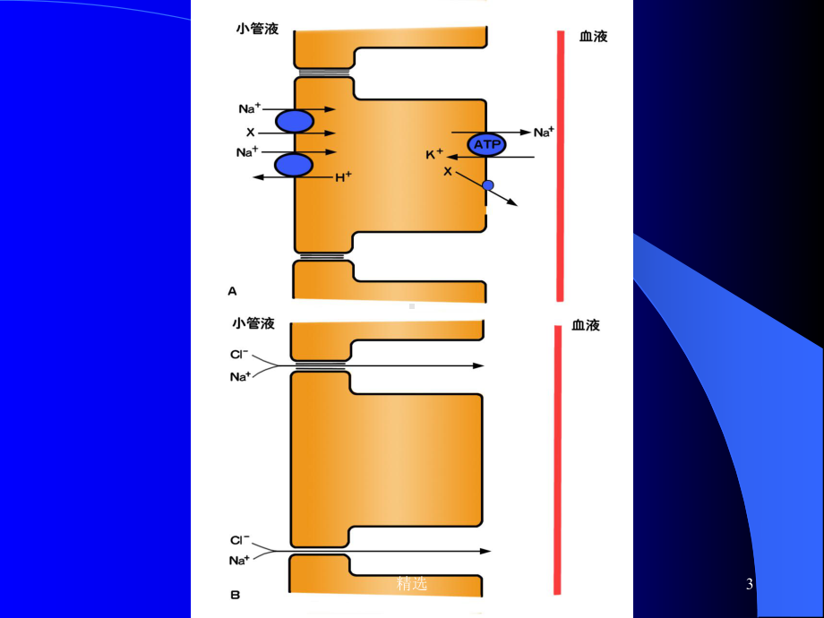 新版肾小管和集合管的转运功能重吸收(reabsorption)课件.ppt_第3页