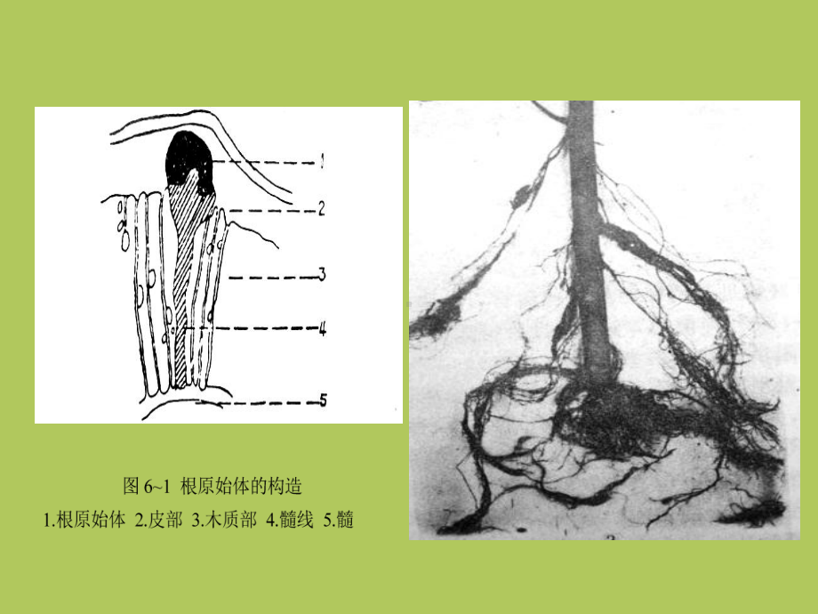 营养繁殖育苗技术课件.ppt_第3页