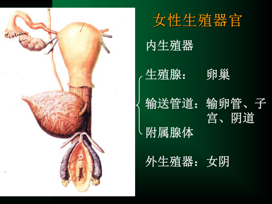 女性生殖系统、乳房课件.ppt_第2页