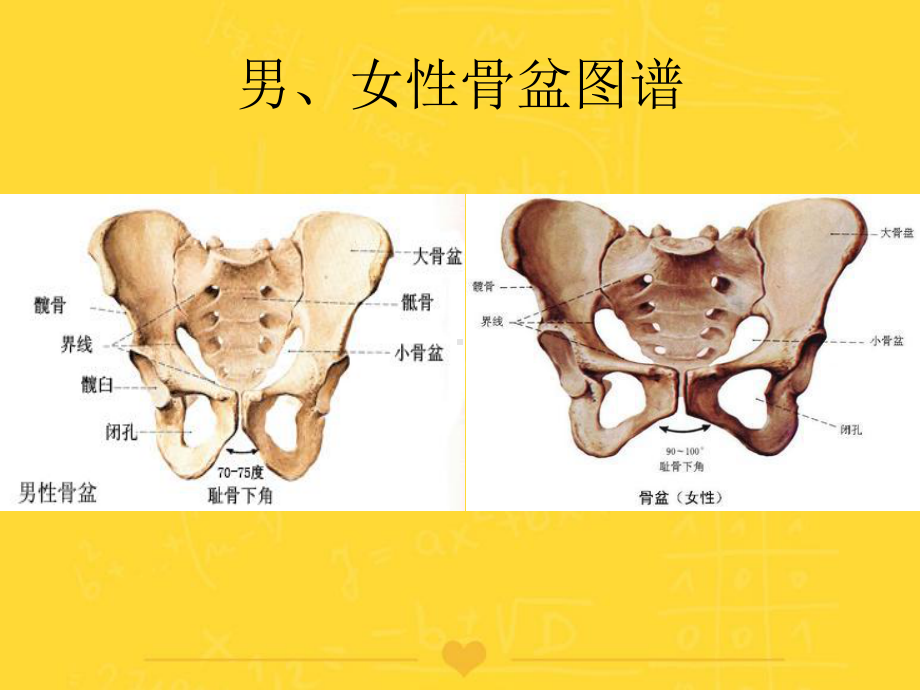 骨盆位投照方法课件.ppt_第3页