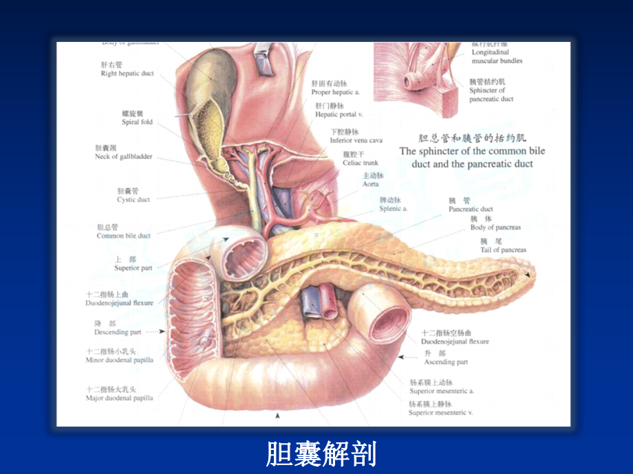 胆道系统疾病超声诊断课件.pptx_第3页