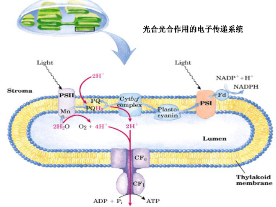 除草剂作用的种类和作用机理课件.ppt_第3页