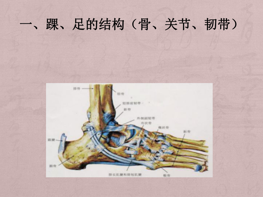 踝、足部解剖与功能课件.ppt_第2页