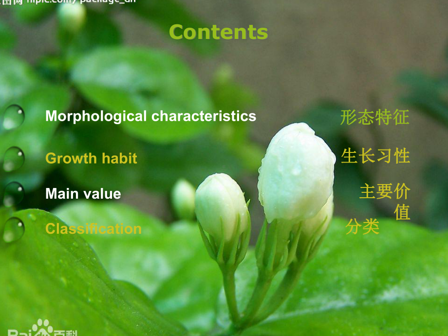 茉莉花通信课件.ppt_第2页