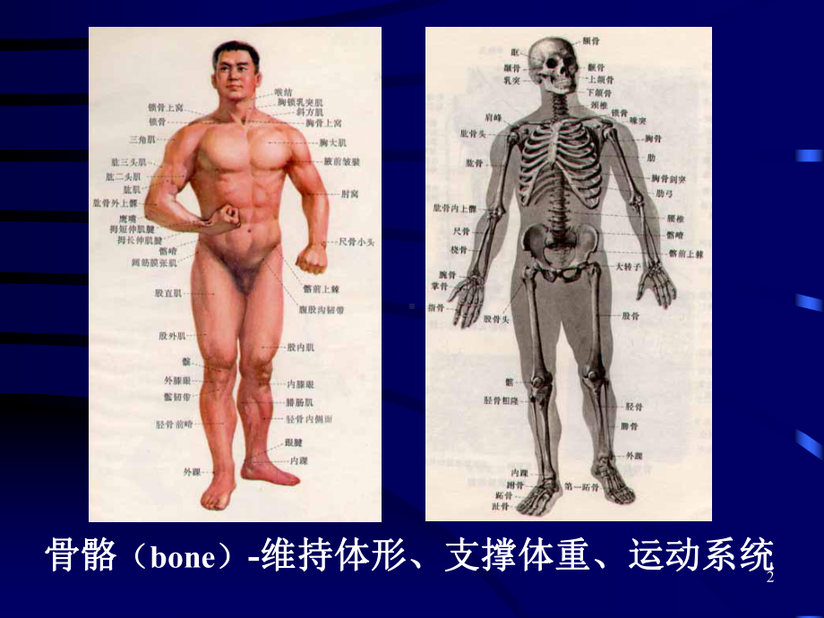 骨折概论-医学五年制外科学课件.ppt_第2页