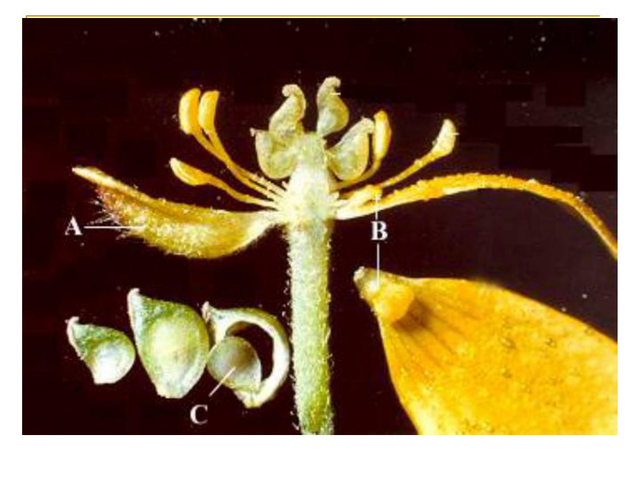 药用植物学课件-被子植物代表植物(一).ppt_第3页