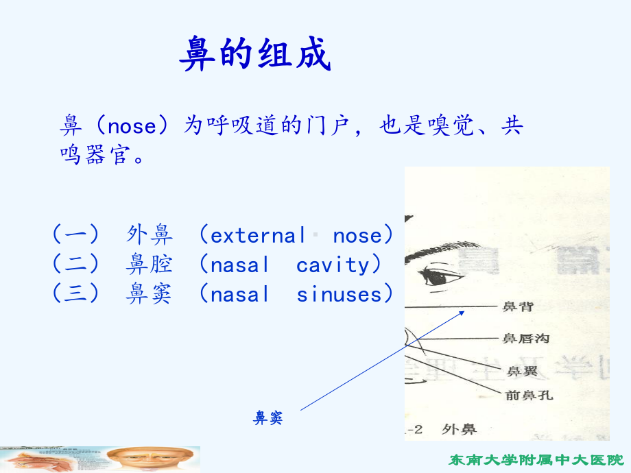 鼻应用解剖及生理课件.ppt_第2页