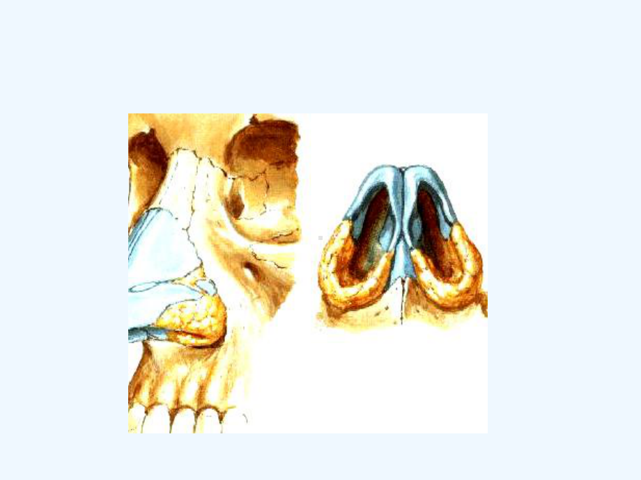 鼻应用解剖及生理课件.ppt_第3页