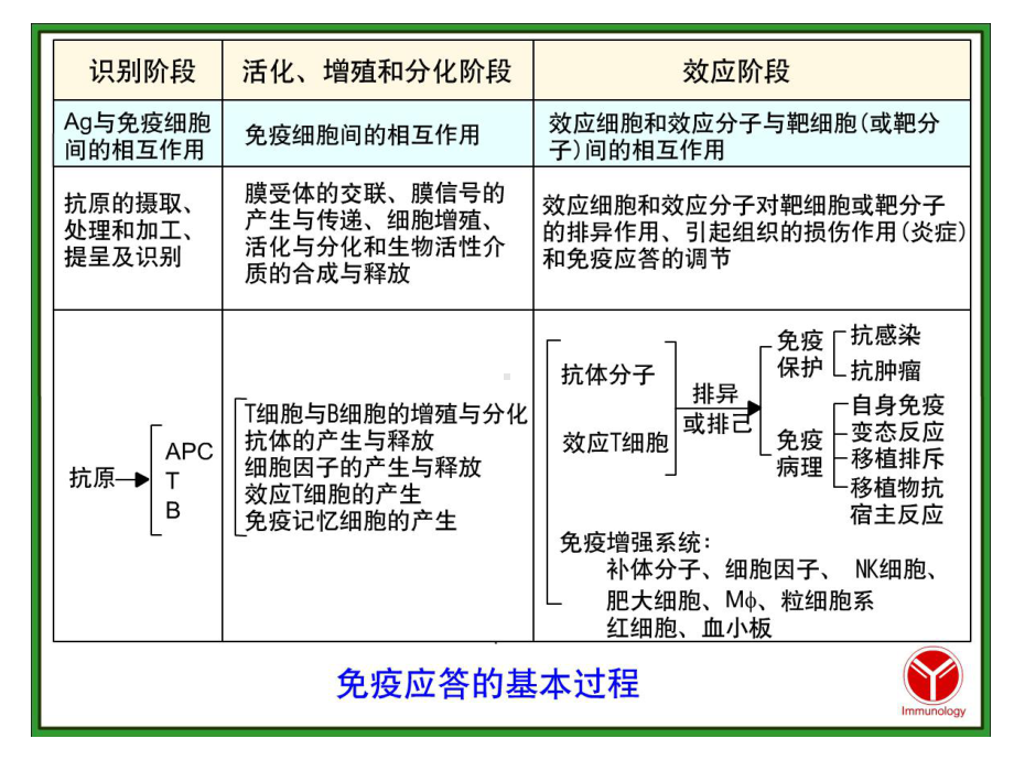 第十二章-B细胞介导的体液免疫应答课件.ppt_第2页