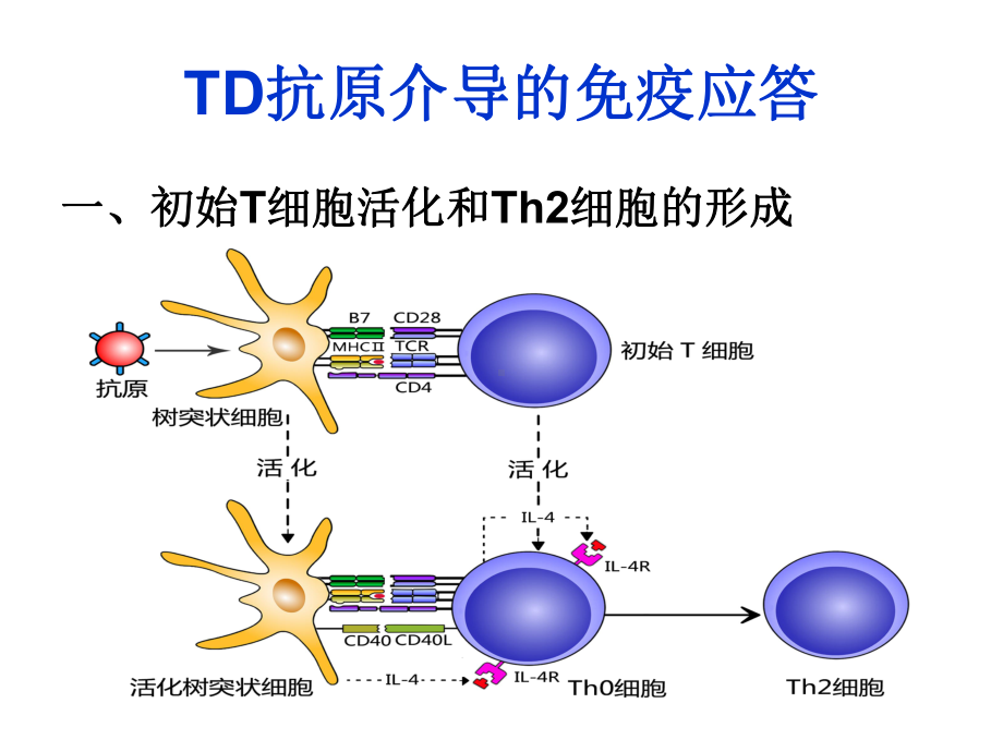 第十二章-B细胞介导的体液免疫应答课件.ppt_第3页