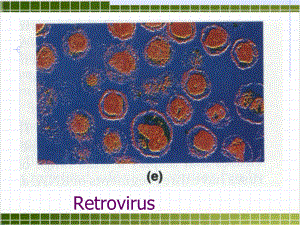逆转录病毒解析课件.pptx