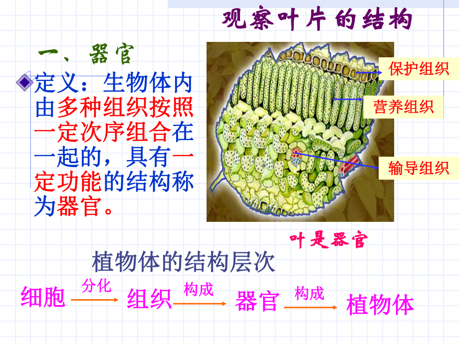 第六节-生物体的结构层次课件.ppt_第2页