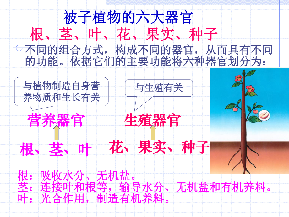 第六节-生物体的结构层次课件.ppt_第3页