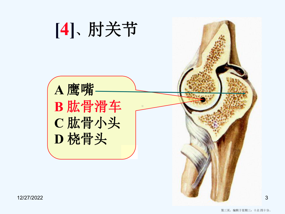 系统解剖学实验复习题库课件.ppt_第3页