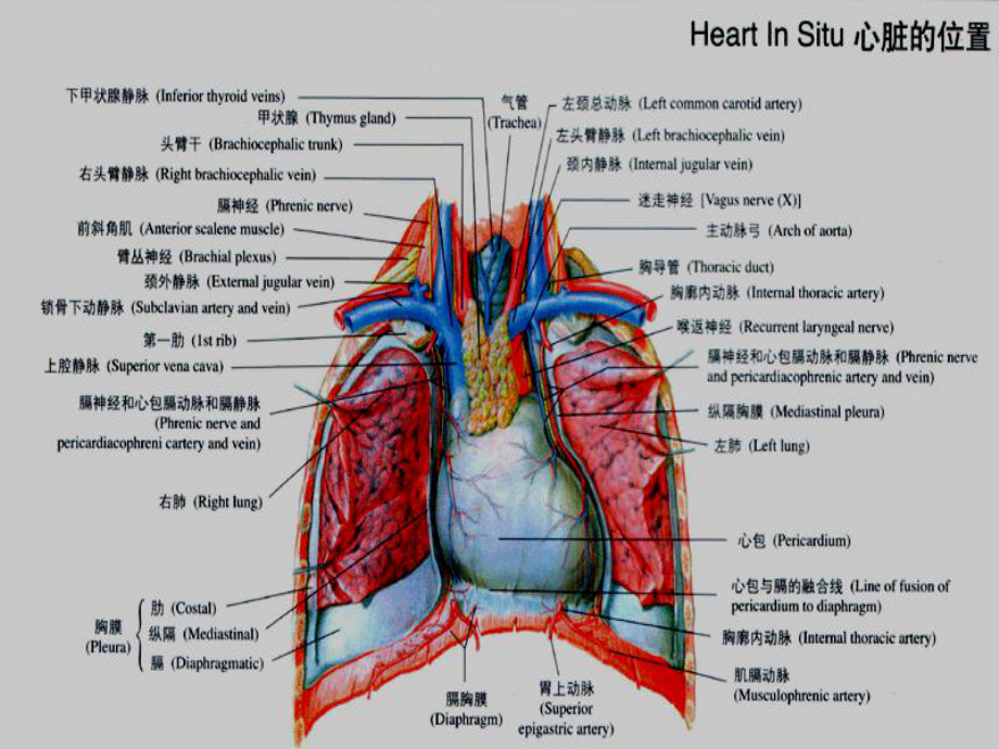 心脏检查examinationofheart课件.ppt_第3页