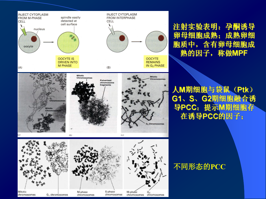 第十章-细胞增殖与调控课件.ppt_第2页