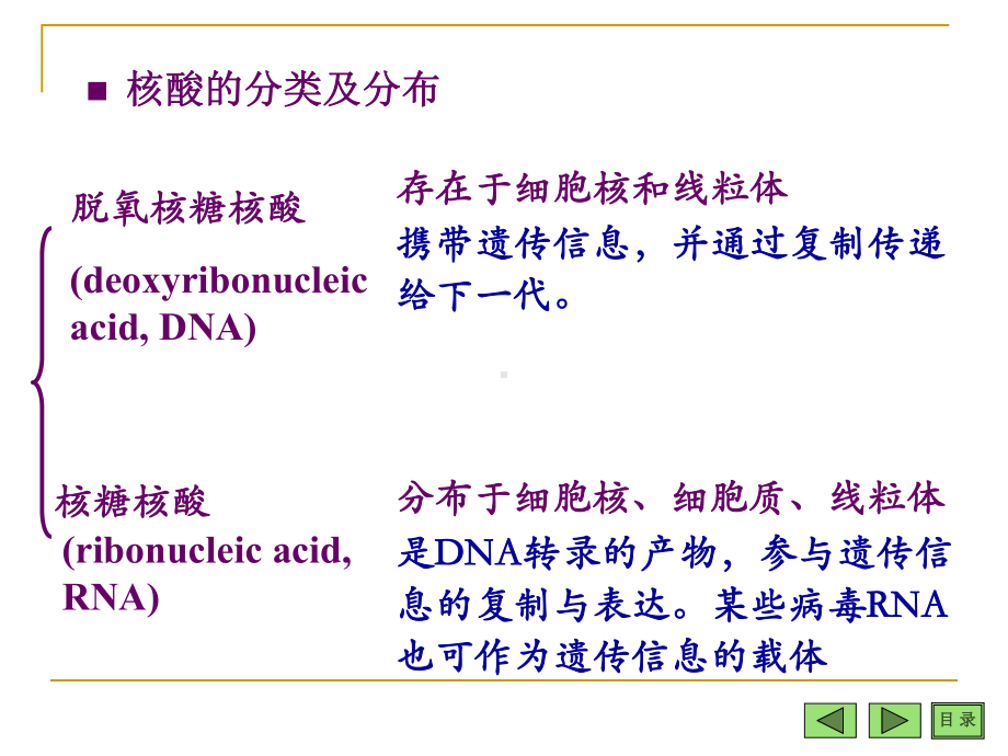 第三章-多聚核苷酸与核酸课件.ppt_第3页