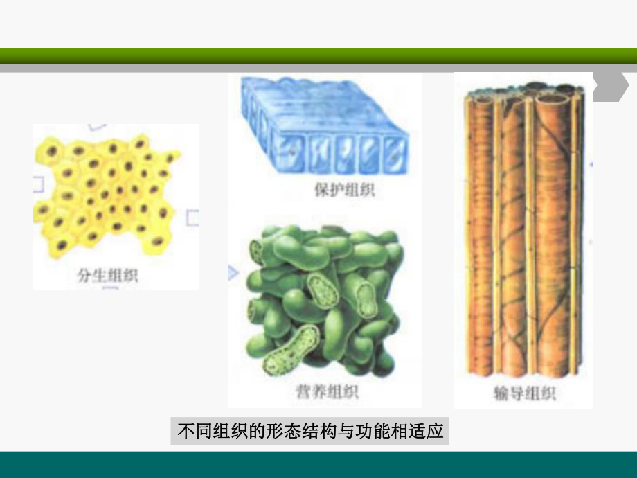 第二章-植物组织课件.ppt_第3页