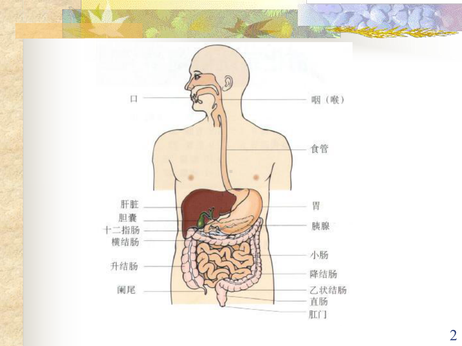 营养与肝胆胰疾病课件.ppt_第2页