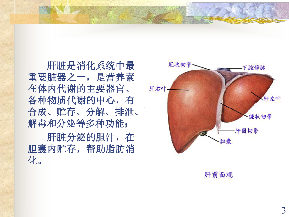 营养与肝胆胰疾病课件.ppt_第3页