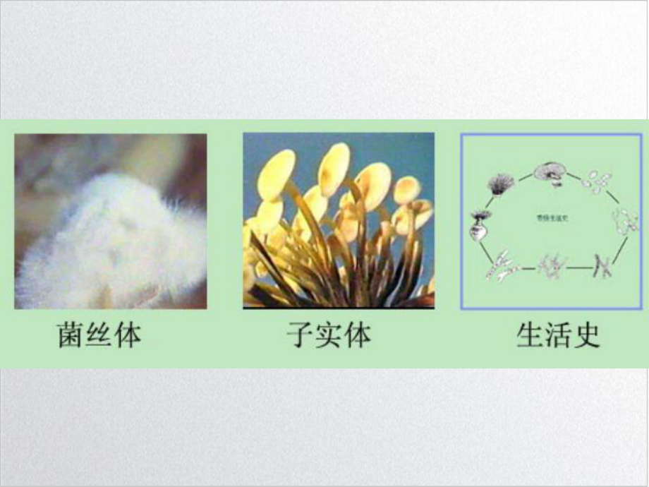 食用菌学的形态结构课件.ppt_第2页