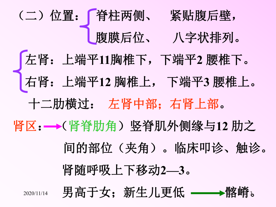 解剖学泌尿系统课件.ppt_第3页