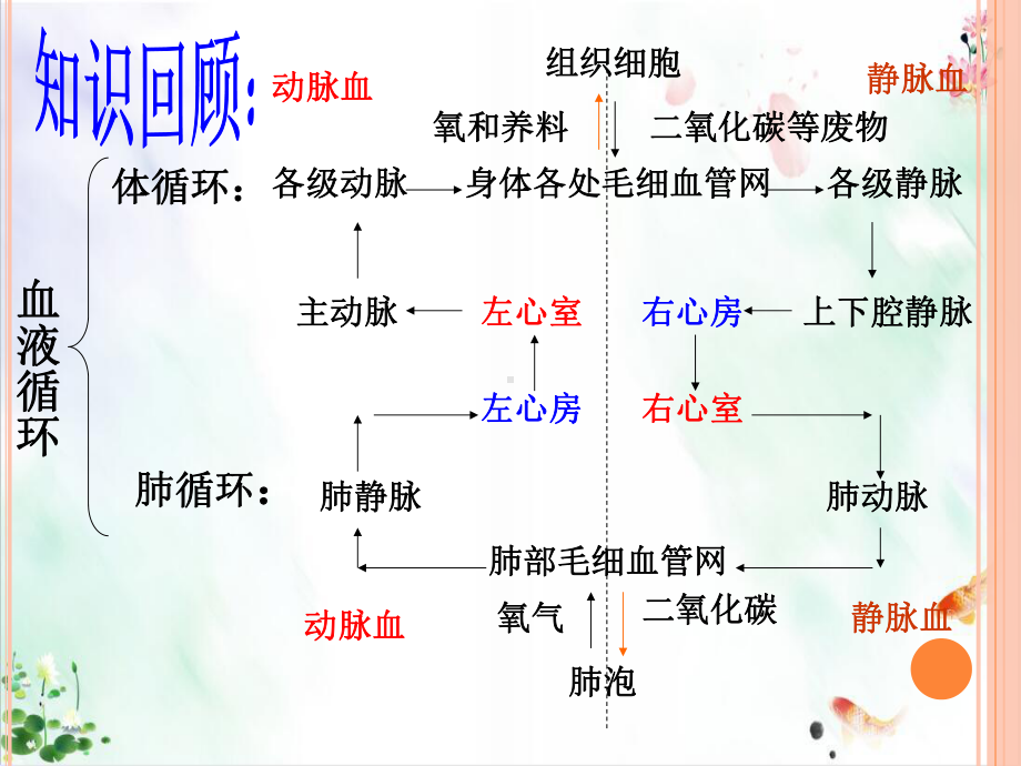 人教版新课程标准第四章人体内的物质运输血液循环复习课件.ppt_第2页