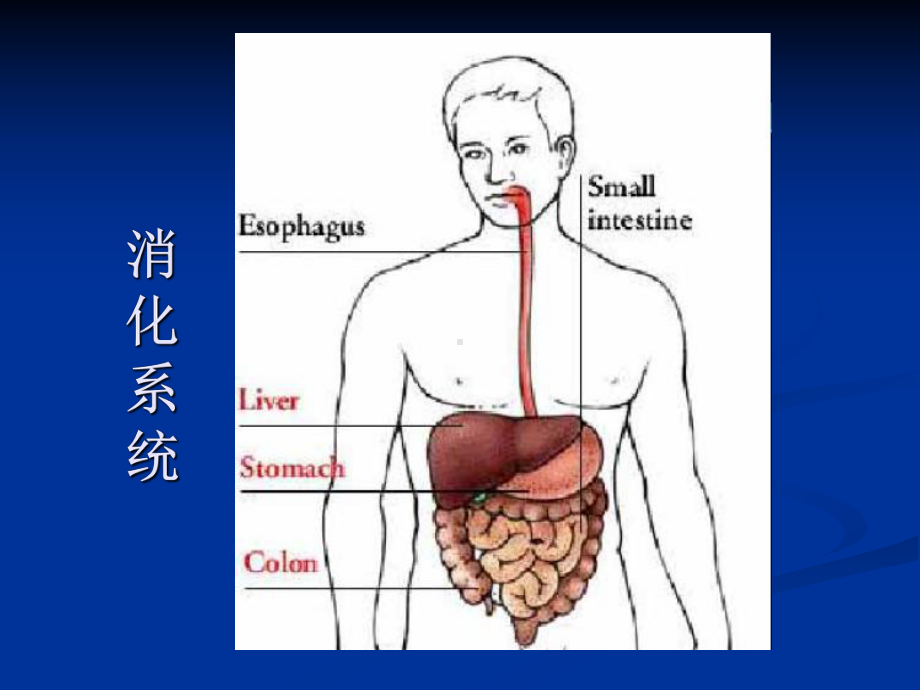 第16章消化系统药物课件.ppt_第2页