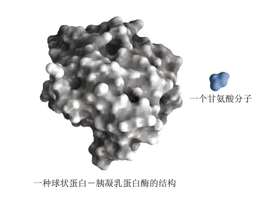 蛋白质的三维结构-授课版课件.ppt_第2页