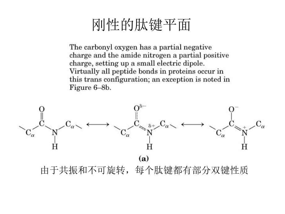 蛋白质的三维结构-授课版课件.ppt_第3页