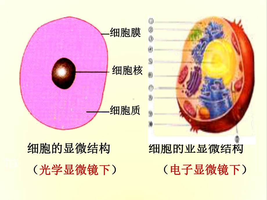 细胞的类型和结构-课件2.ppt_第3页