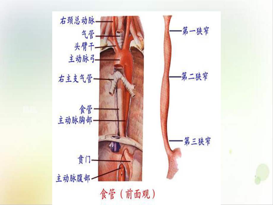 食管癌的围手术期护理教学课件.ppt_第2页