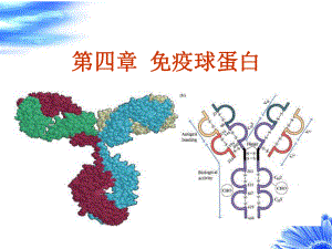 第四章-免疫球蛋白课件.ppt