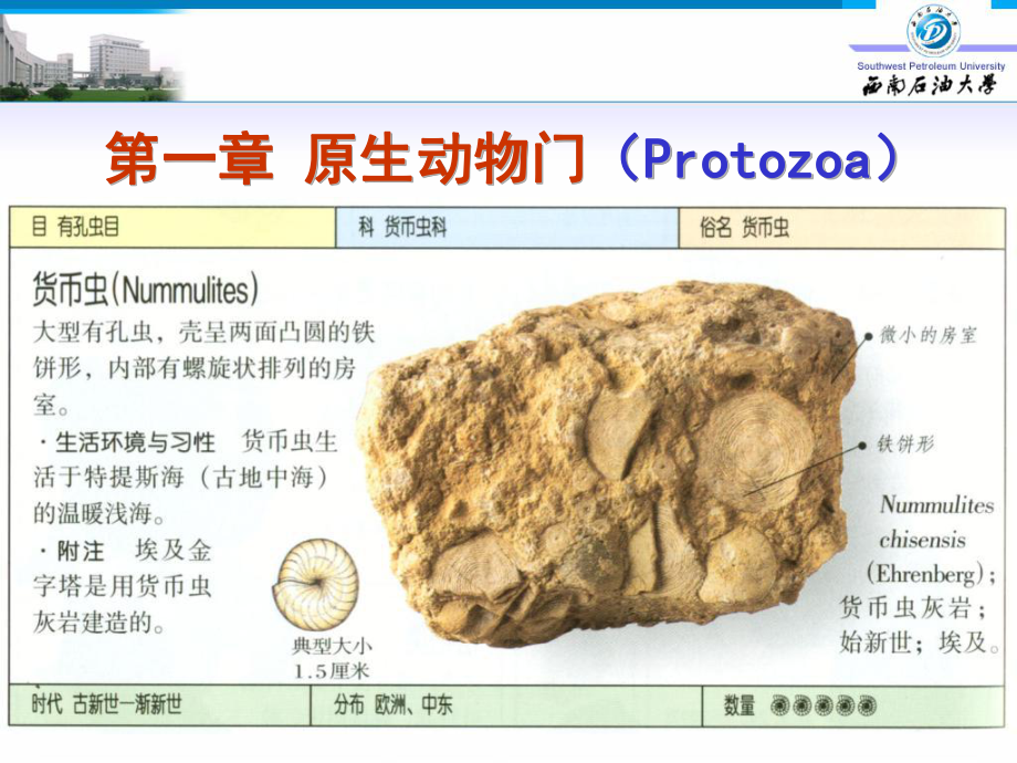 第一章原生动物门课件.ppt_第1页