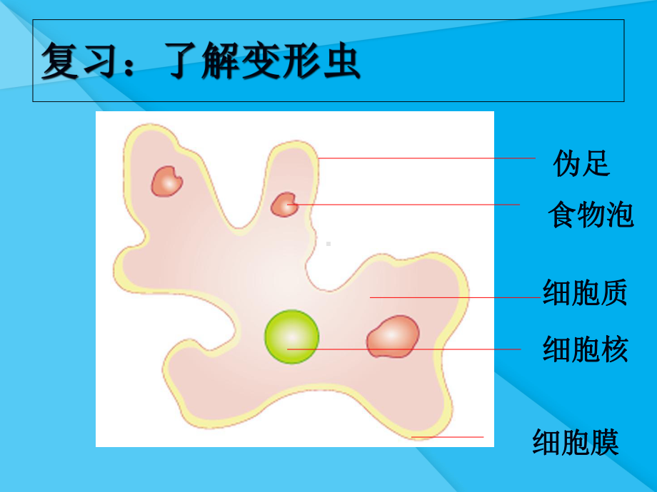 细胞是生命活动的单位课件-北师大版优秀课件.ppt_第2页