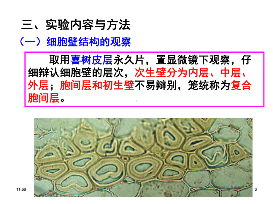 试验二植物细胞1课件.ppt_第3页