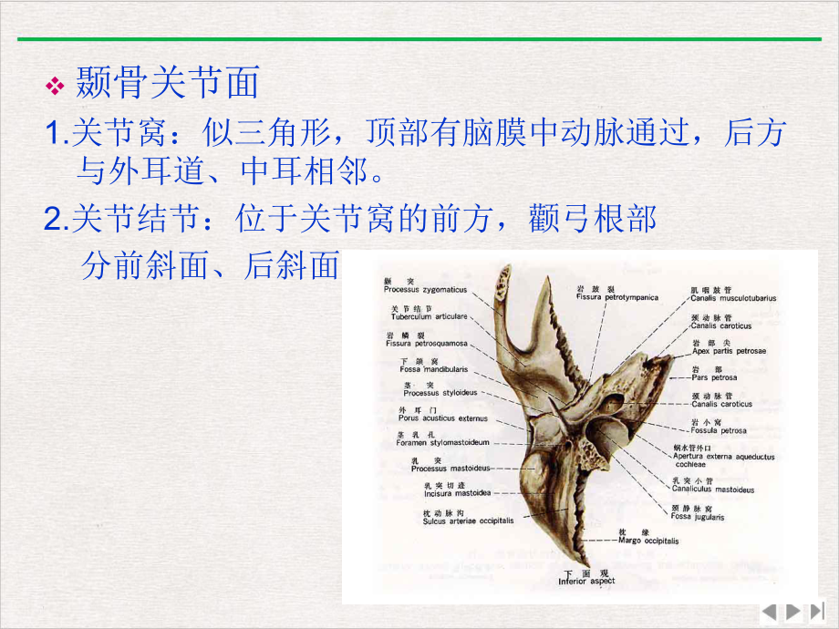 面部肌肉神经局解课件.pptx_第3页