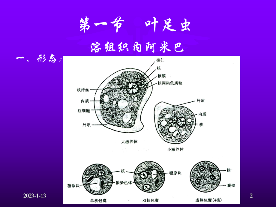 第三十四章医学原虫课件.ppt_第2页