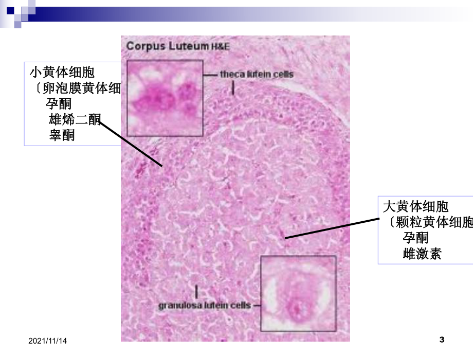 辅助生殖技术中黄体支持课件.ppt_第3页