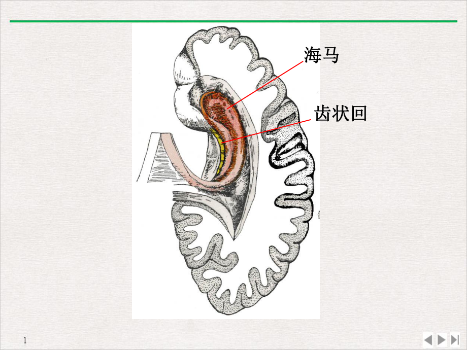 端脑(博)优质推荐课件.ppt_第3页