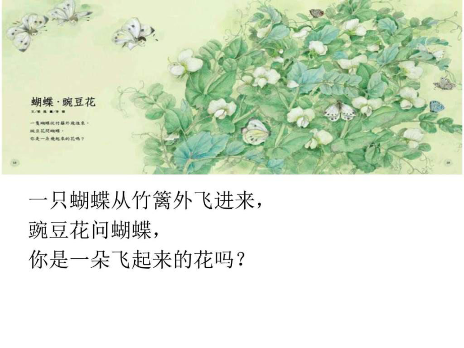 蝴蝶豌豆花-课件.ppt_第3页