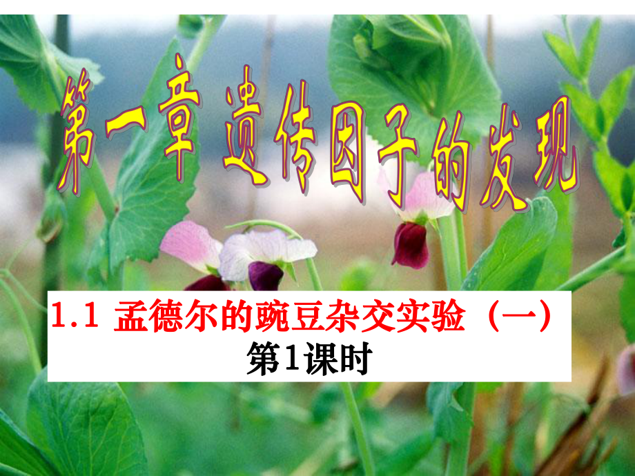 第一节孟德尔的豌豆杂交实验一课件-002.ppt_第3页