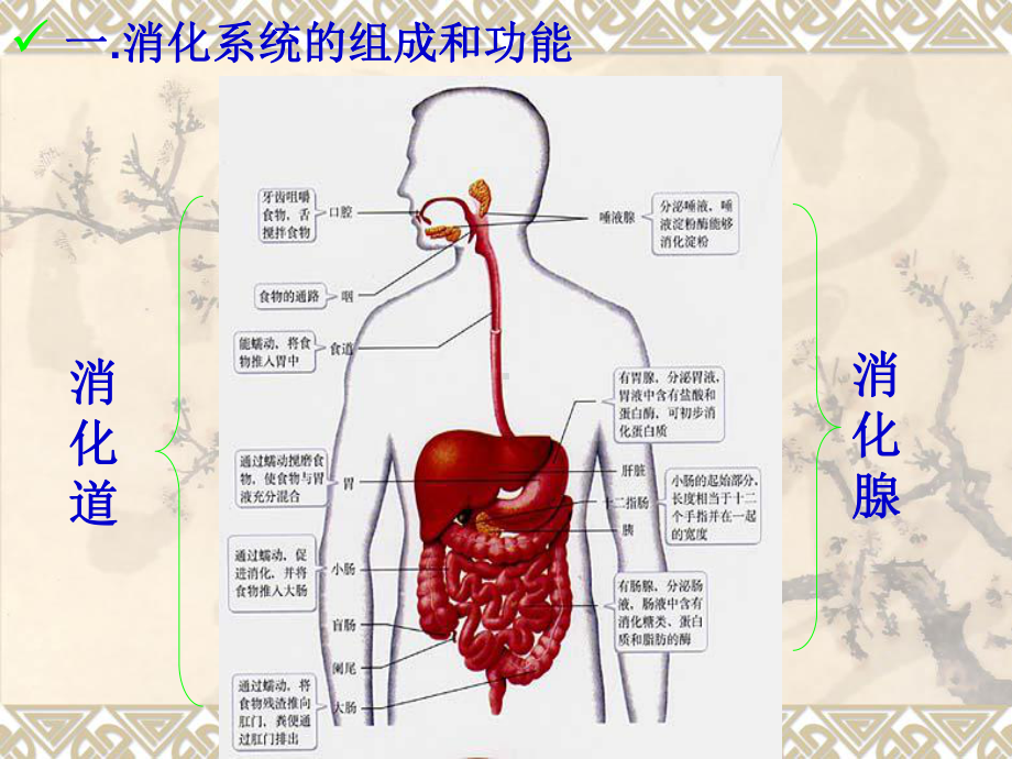 第二节-消化和吸收课件.ppt_第2页