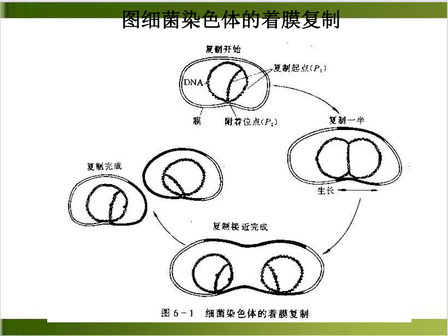 细菌遗传学示范课件.ppt_第3页